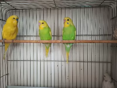 Yeni Yeme Düşen Fistik Muhabbet Kuşu