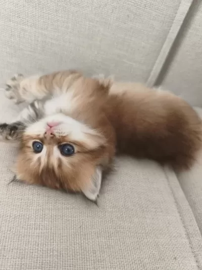 Chinchilla Yavruları