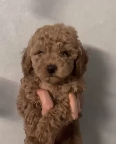 Kaliteli Kilo Boy Garantili Toy Poodle