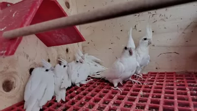 Albino Sultan Papağanları