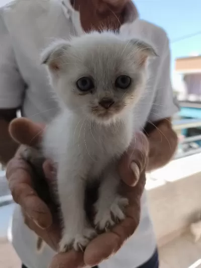 Sütten Yeni Kesilmiş Scottish Fold Ve İran Chinchilla Yavru