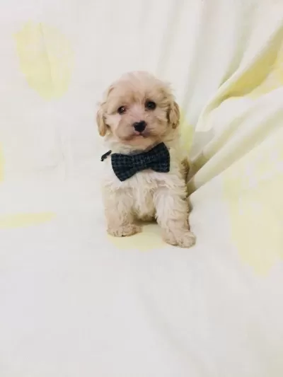 Maltipoo Minik Canlar Ev Doğumlu