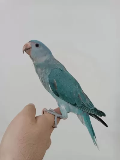 Çok Cana Yakın El Besleme Mutasyon Bebek Pakistan