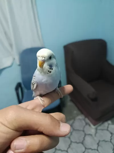Sağlıklı Yavru Muhabbet Kuşu