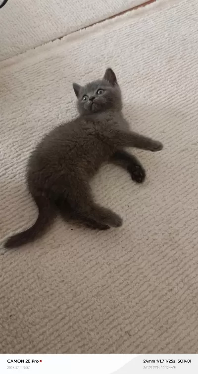 Erkek British Shorthair