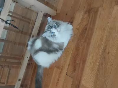 Ragdoll Erkek 4 Yaşında Kısır Şecereli