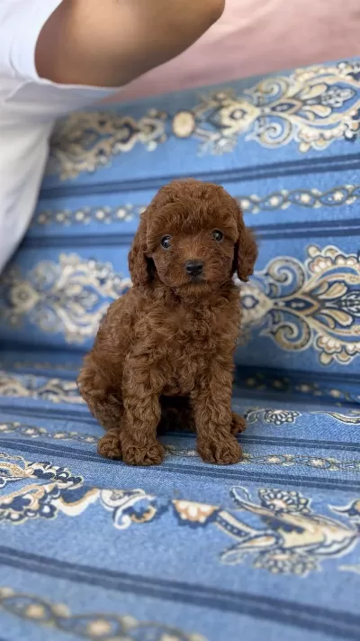 Erkek Poodle Bebeğimiz