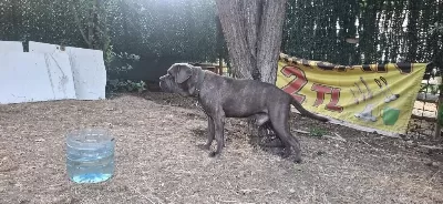 Cane Corso Blue Köpeğimiz
