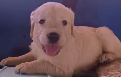Safkan Golden Retriever Yavrularımız