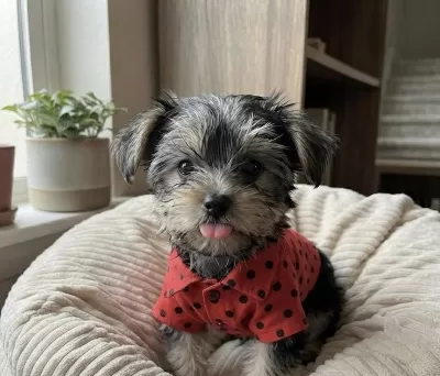 Yorkshire Terrier Yavruları