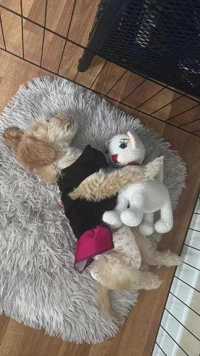 Tüm Aşıları Tam Maltipoo
