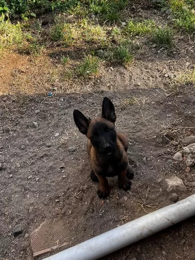 Belçika Kurdu 2 Aylık Köpeğimiz