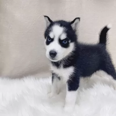 Husky Sibirya Yavrulari
