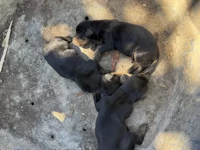 Doberman A Kalite Köpekler