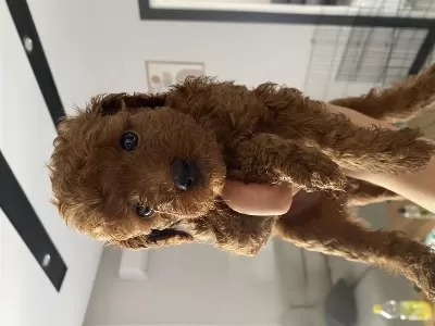 Toypodell Bebekler Yeni Yuvalarına Hazır