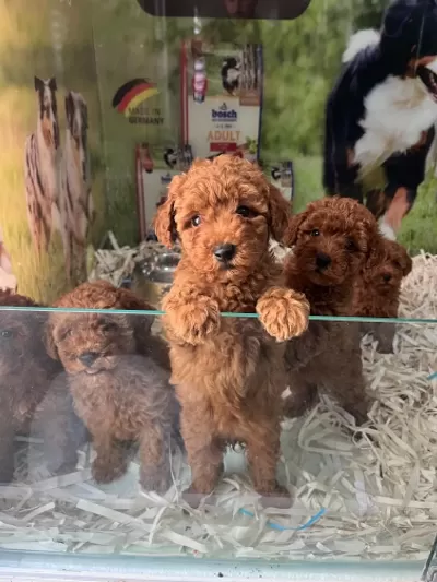 Çook Özel Piril Piril Saf Kan Kore Kan Poodle Yavrular