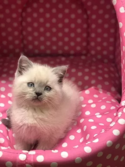 British Shorthair Blue Point Yavrularim