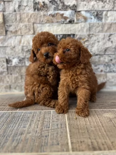 İrk Ve Sağlik Garantili Show Kalite Poodle Yavrular