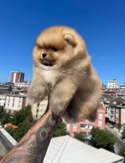 Ayı Surat Pomeranian Yavrular Korekan