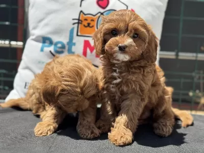Wc Eğitimli Kore Maltipoo Yavrumuz Ziyarete Açık