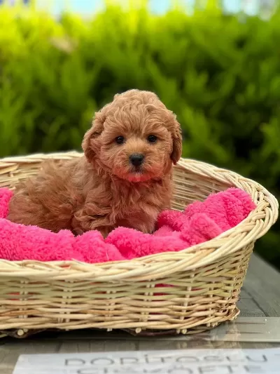 Teacup Garantili Maltipo Yavrularımız