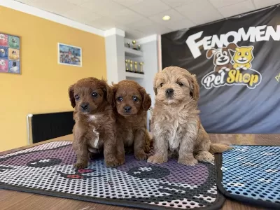Türkiyenin En Güzel Maltipoo Yavrulari Renk Renk Ankara