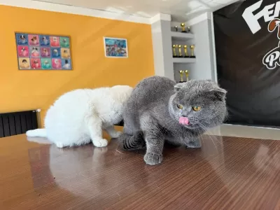 6 Aylik Scottish Fold Yavrulari Ücretsiz