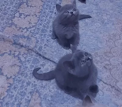 1 Dişi Ve 1 Erkek Son Kalan Kediler Hazirlar