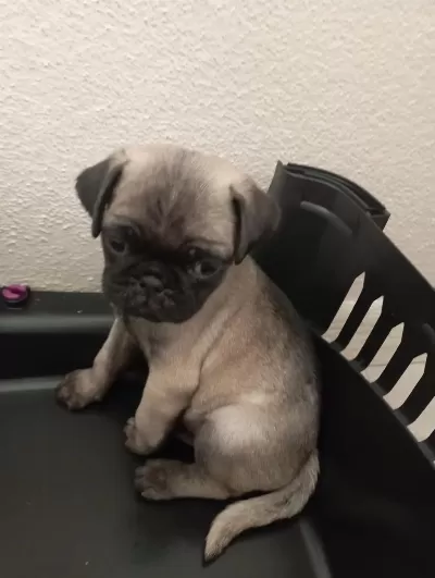 Sağlıklı Rifkisu Hazir Pug