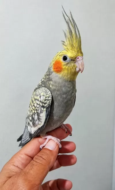 Evcil Yavru Sultan Papağani