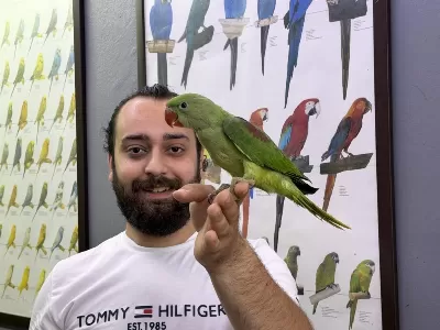 50 Günlük Bebek Alexander Papağanı Yavrumuz