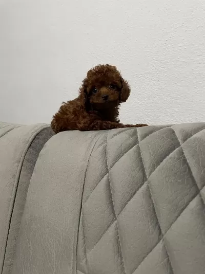 Kore Poodle İrkının En İyisi Teacup