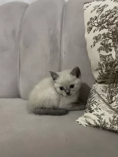 Safkan British Shorthair Yavru