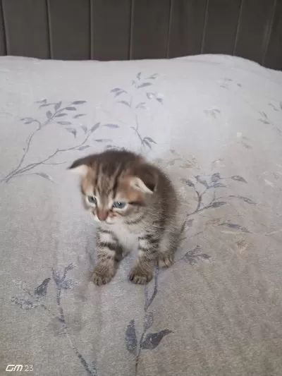 Scottish Fold Yavru 3 Aylık Erkek
