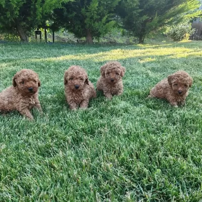 Toy Poodle Minik Yavrular