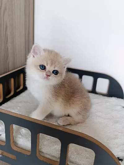 Blue Golden Erkek Yavru Kedimiz