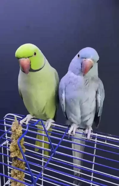 Çift Pakistan Papağanı