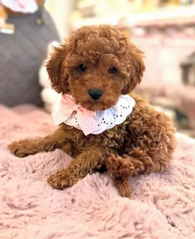 Toy Poodle İrk Garantili Yavrular