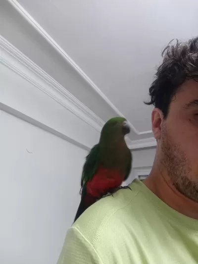 Sağlıklı Evcil Kral Papağanı