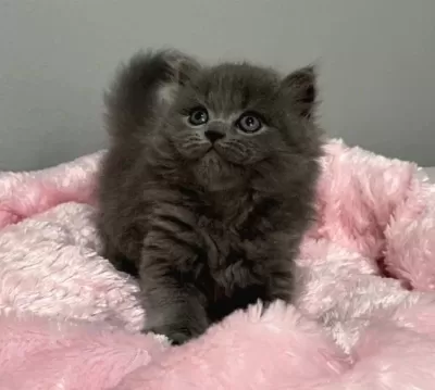 Nadir Tüy Minnoş 75 Günlük Orjinal British Longhair