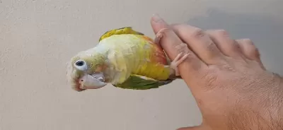 Konur Papağanı Bebeklerimiz