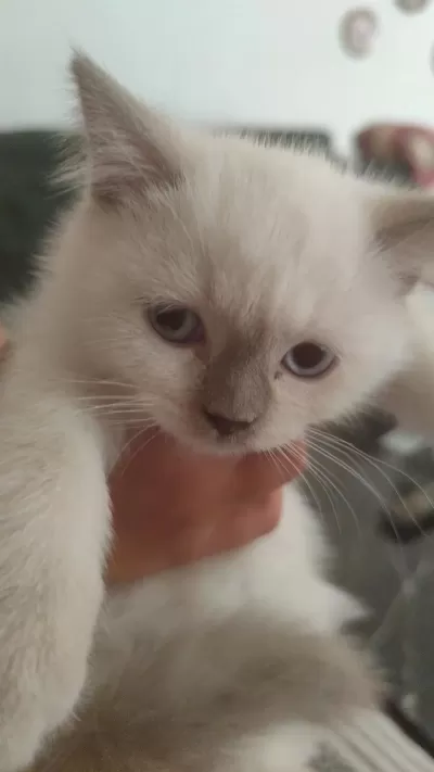 Scottish Fold Colorpoint