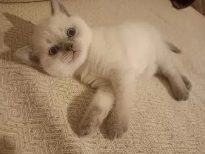 Safkan Maviş British Shorthair