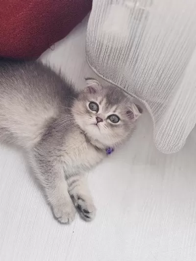 Minik Yavru Kedimize Yeni Yuva Arıyoruz