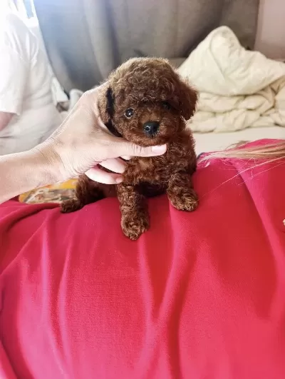 Toy Poodle Kore Bebekler