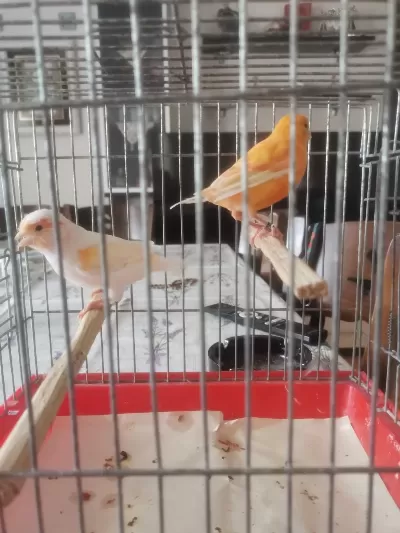 Bir Takım Mozaik Kanarya