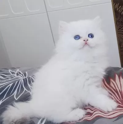 British Golden Blue Ay 1233 Erkek Golden Straight Dişi