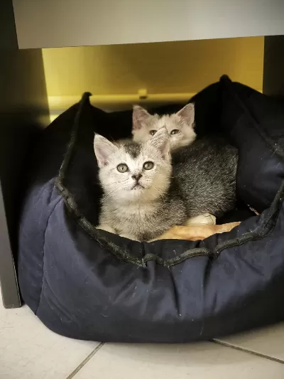 British Shorthair Calico Ve Silver İki Kardeş