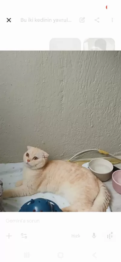 Scottish Fold Oğluma Yuva Arıyorum