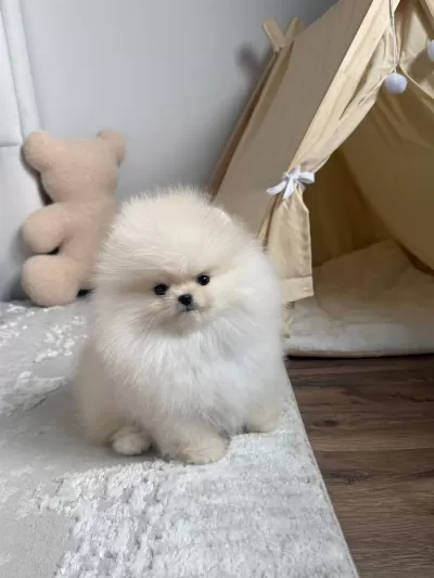 Pomeranian Boo Teddy Bear